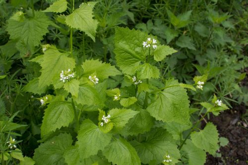 garlic mustard plant with blossoms and leaves