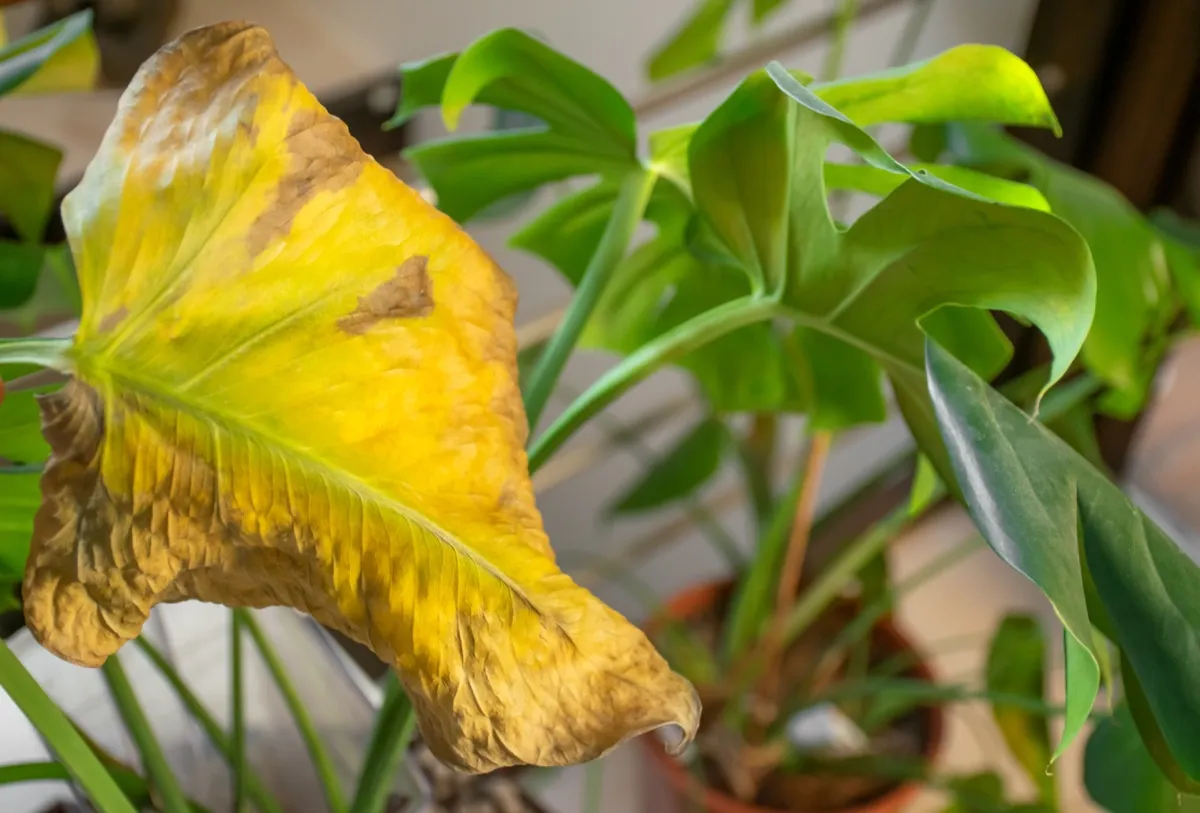 how-a-kitchen-sponge-can-revive-dying-houseplants-best-life