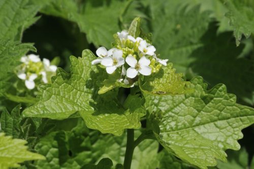 closeup of garlic mustard flowers and leaves