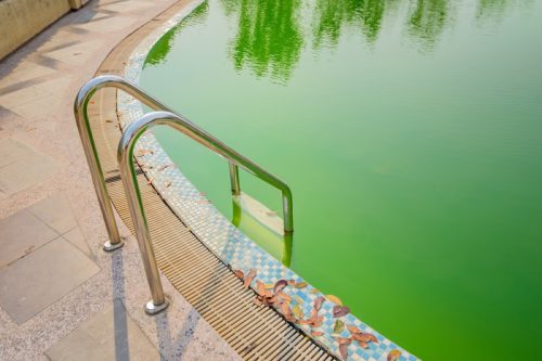 algae turning pool water green