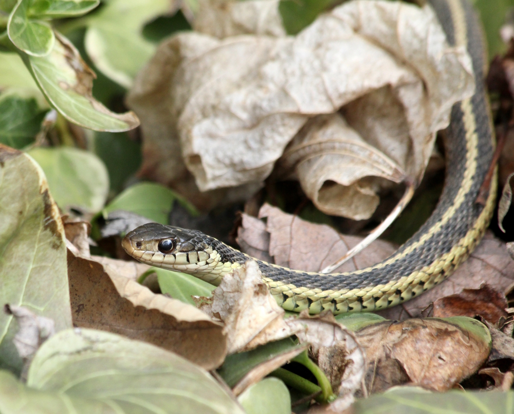 A snake moving through leaves in a yard