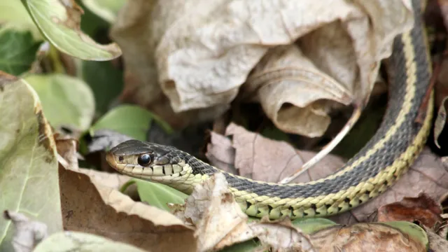 A snake moving through leaves in a yard