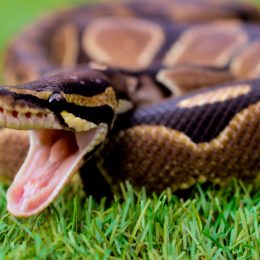 A snake sitting in the grass on someone's lawn or yard