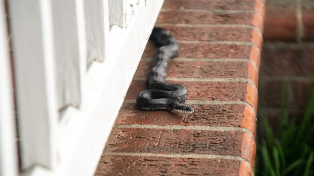 A snake slithering along the side of a house trying to get into someone's home
