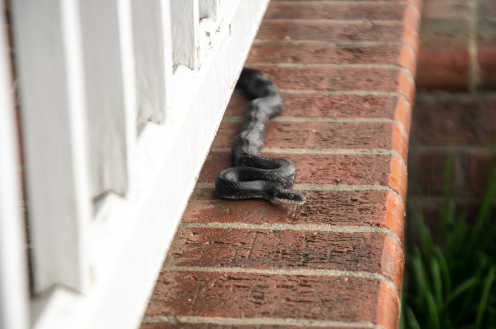 A snake slithering along the side of a house trying to get into someone's home