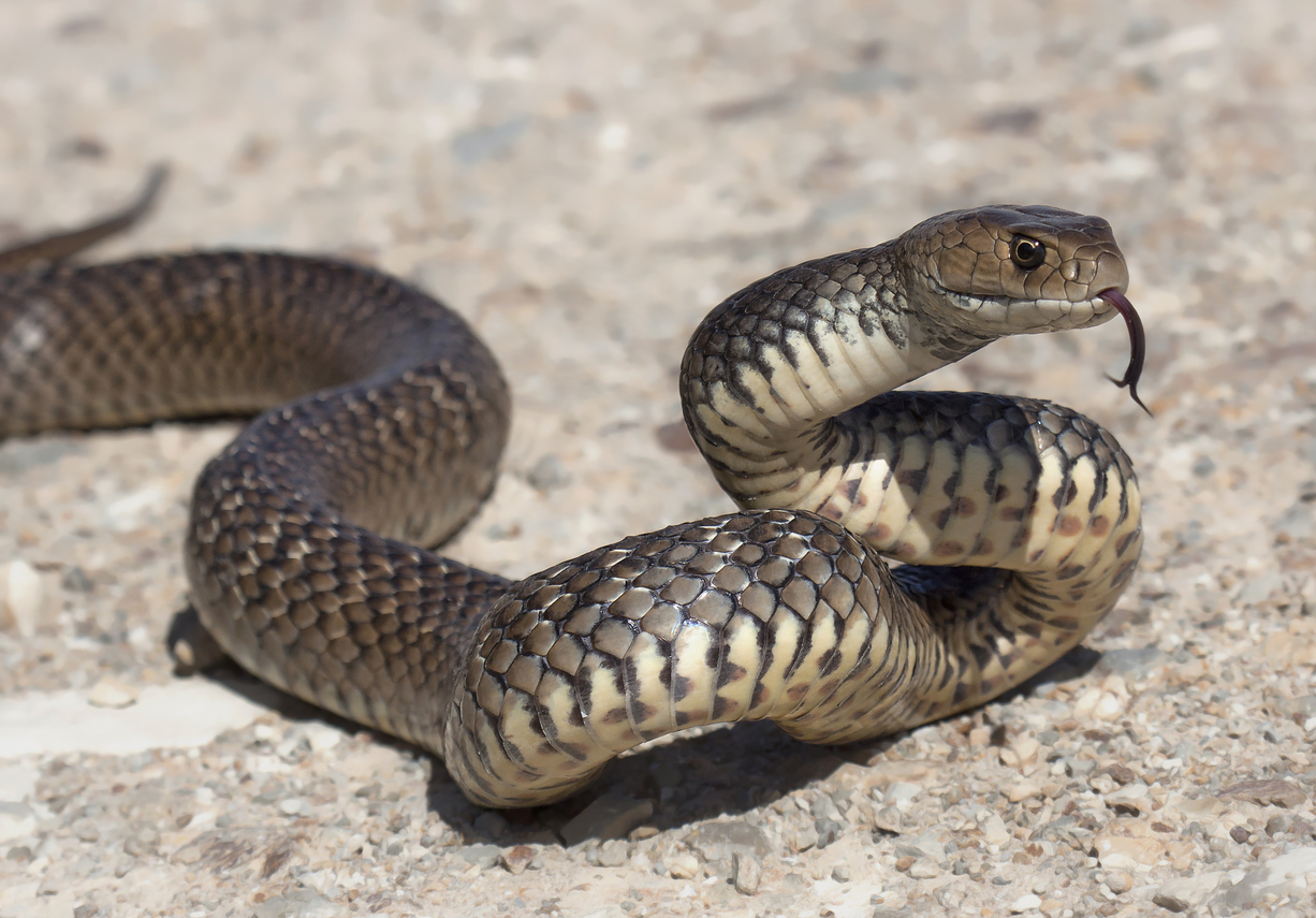 The No. 1 Sign There's a Snake in Your Car — Best Life