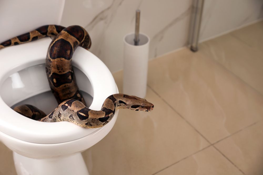 Toilet deals snake cost