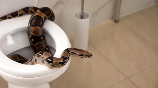 A snake crawling out of a toilet in a bathroom
