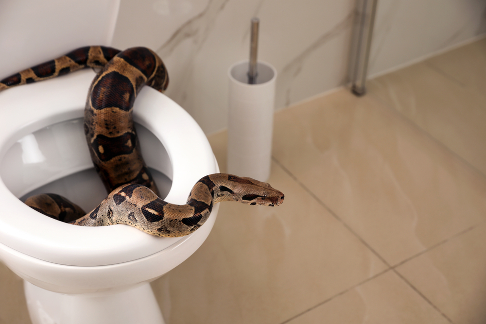 Snake removed from inside family's toilet 