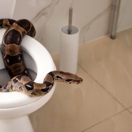 A snake crawling out of a toilet in a bathroom