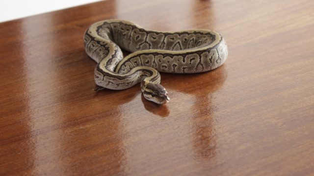 A snake resting on a wooden table in a house