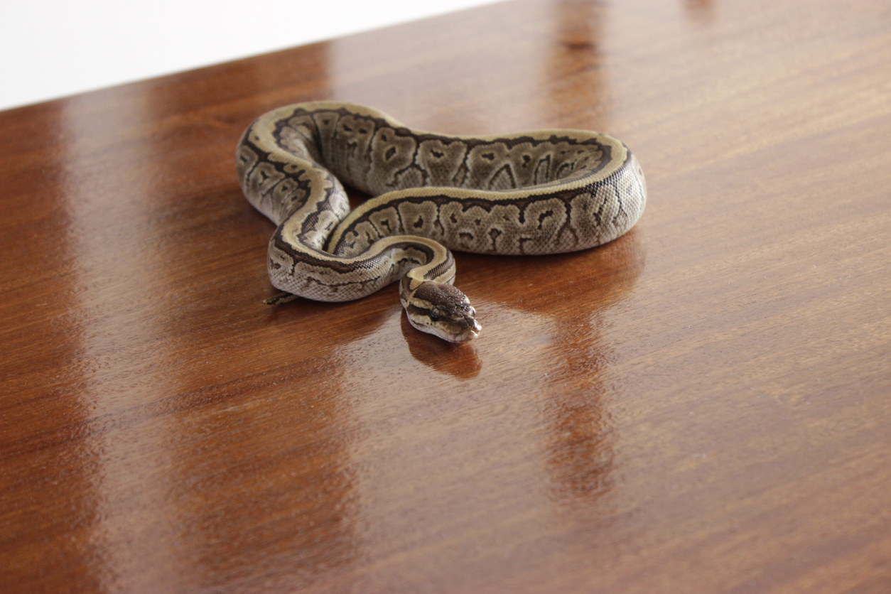 The First Place You Should Check for a Snake in Your Home, Experts Say