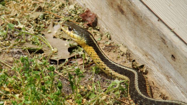 A snake sitting in the grass in a yard or lawn