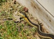 A snake sitting in the grass in a yard or lawn