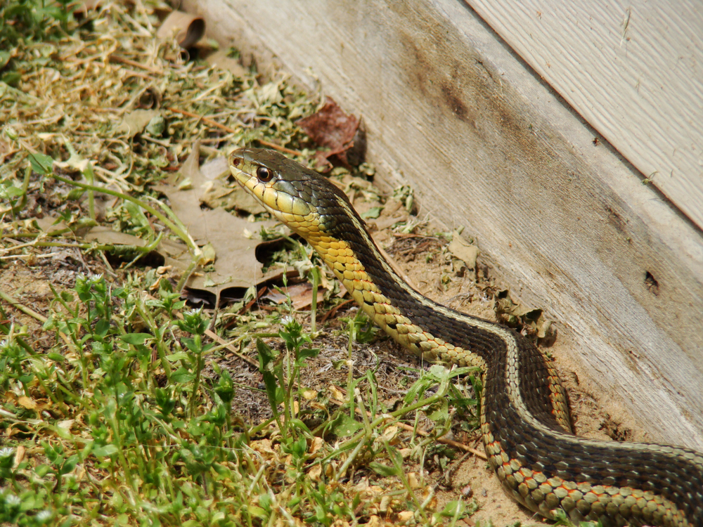 Here's How to Spot Snake Holes in Your Yard — Best Life