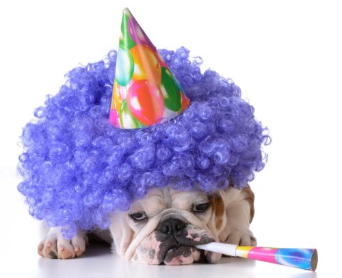 dog in wig there to celebrate friend's birthday