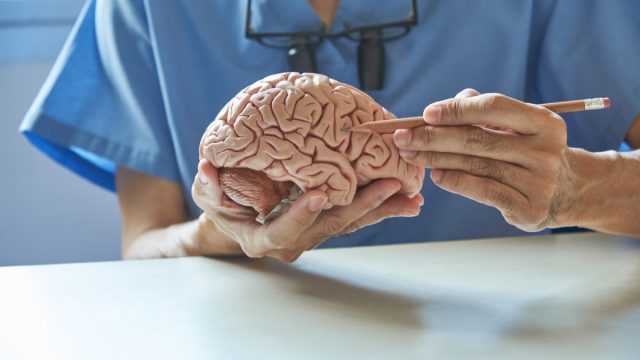Doctor using pencil to demonstrate anatomy of artificial human brain model in medical office