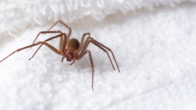 A brown recluse spider hiding in a towel in someone's home