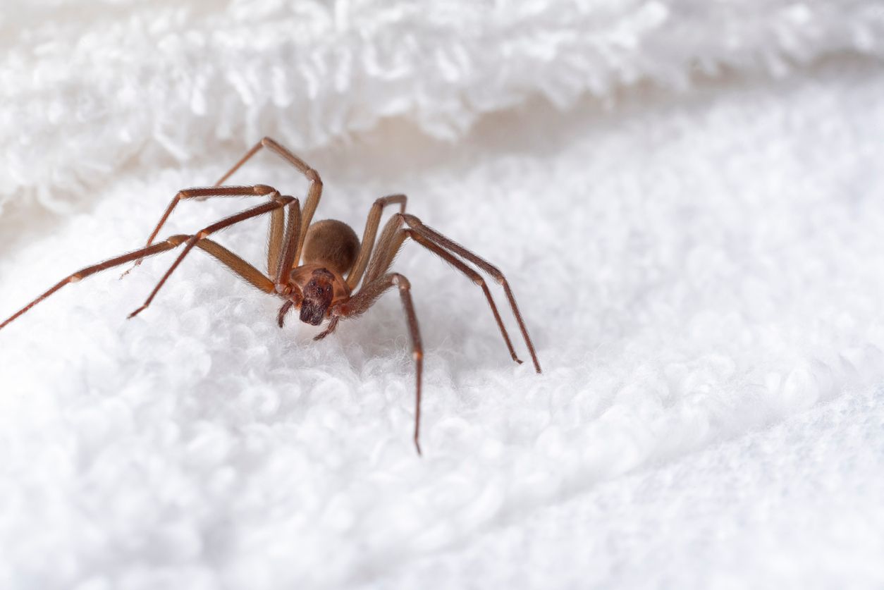 different types of poisonous spiders