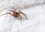 A brown recluse spider hiding in a towel in someone's home
