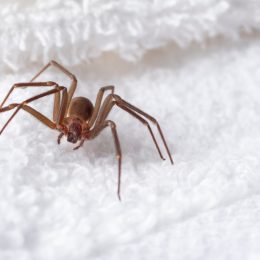 A brown recluse spider hiding in a towel in someone's home