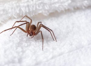 A brown recluse spider hiding in a towel in someone's home