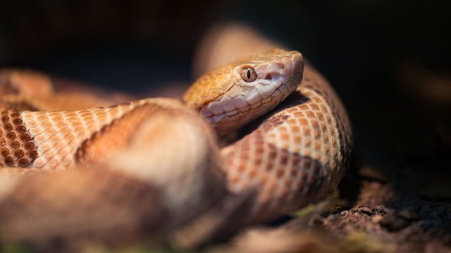 Copperhead is a species of venomous snake endemic to Eastern North America