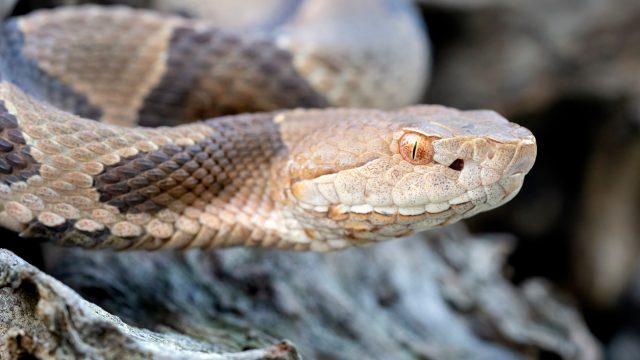 Close-up of a copperhead snake moving along a rock