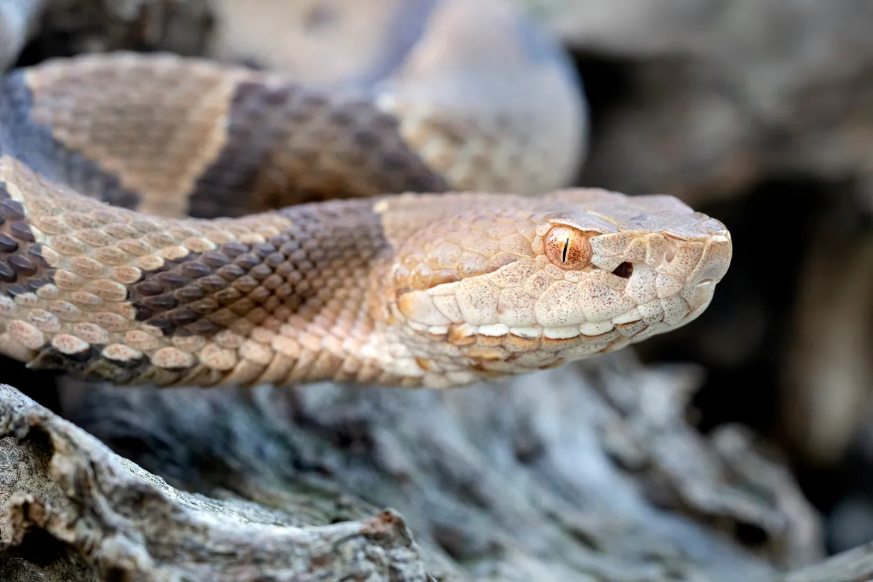 A Venomous Snake Bit a Tennessee Man at His Home — Best Life