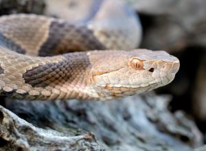 Close-up of a copperhead snake moving along a rock