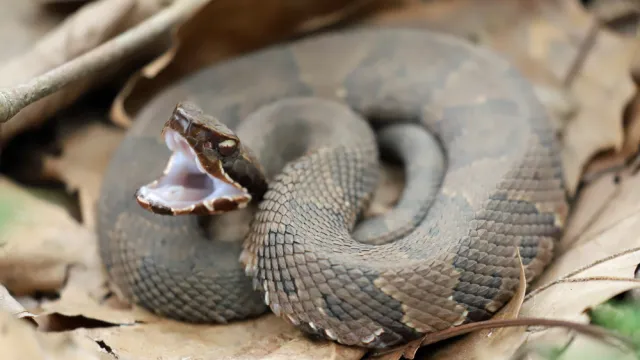 A Cottonmouth Snake Bit a Child—Here's Where It Was Hiding — Best Life