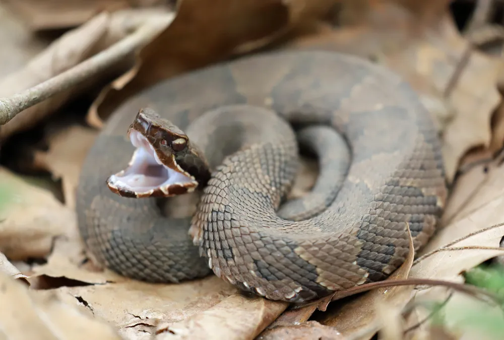A Cottonmouth Snake Bit a Child—Here’s Where It Was Hiding — Best Life