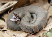 A cottonmouth or water moccasin snake opening its mouth on a pile of leaves