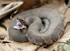 A cottonmouth or water moccasin snake opening its mouth on a pile of leaves