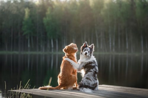 dogs on dock cuddling