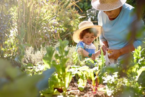 grandmother and grandchild gardening in outdoor vegetable garden in spring or summer season
