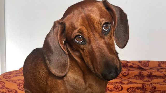 brown dachshund looking guilty