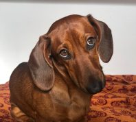 brown dachshund looking guilty