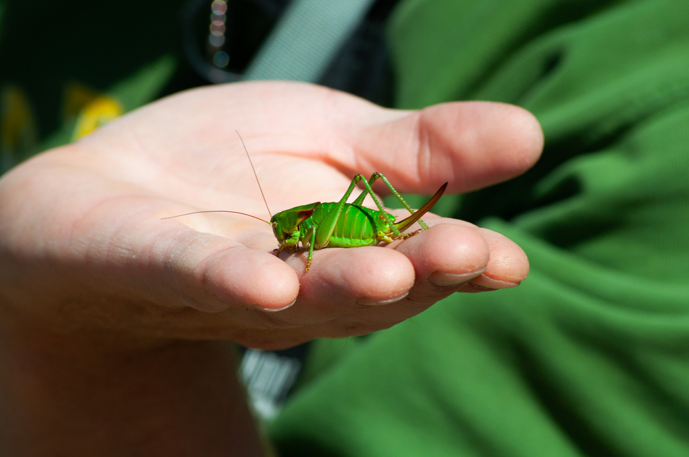 A Mormon cricket in the palm of someone's hand
