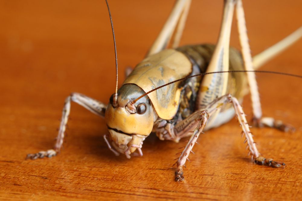 If You Live Here, Prepare for "Biblical" Swarms of This Insect — Best Life