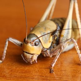 A close up of a Mormon cricket