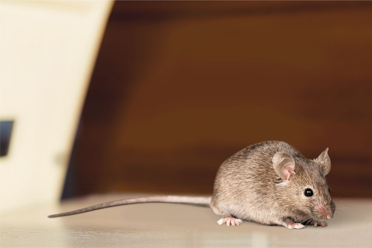 The No 1 Sign There Are Mice In Your Attic Experts Warn Best Life   Mouse Attic Sign Home 