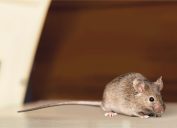 A mouse sitting on the floor in someone's attic or home
