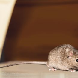 A mouse sitting on the floor in someone's attic or home