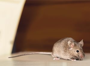 A mouse sitting on the floor in someone's attic or home
