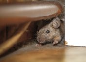 A mouse hiding behind the wall in a house or a garage