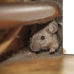 A mouse hiding behind the wall in a house or a garage