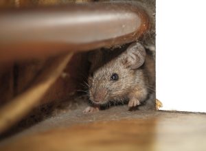 A mouse hiding behind the wall in a house or a garage
