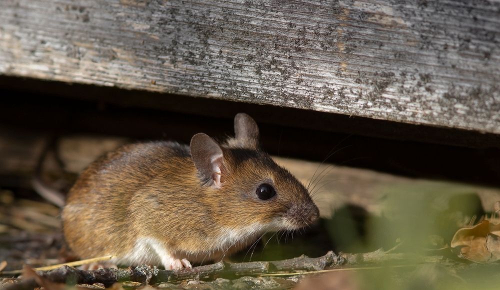 6 Places Mice Love To Hide In Your Basement Best Life   Mouse Under Board Hide Basement 