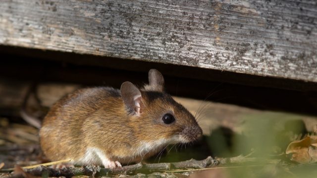 A small, brown mouse hiding under a board on the ground in the basement